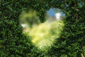 Hedge heart